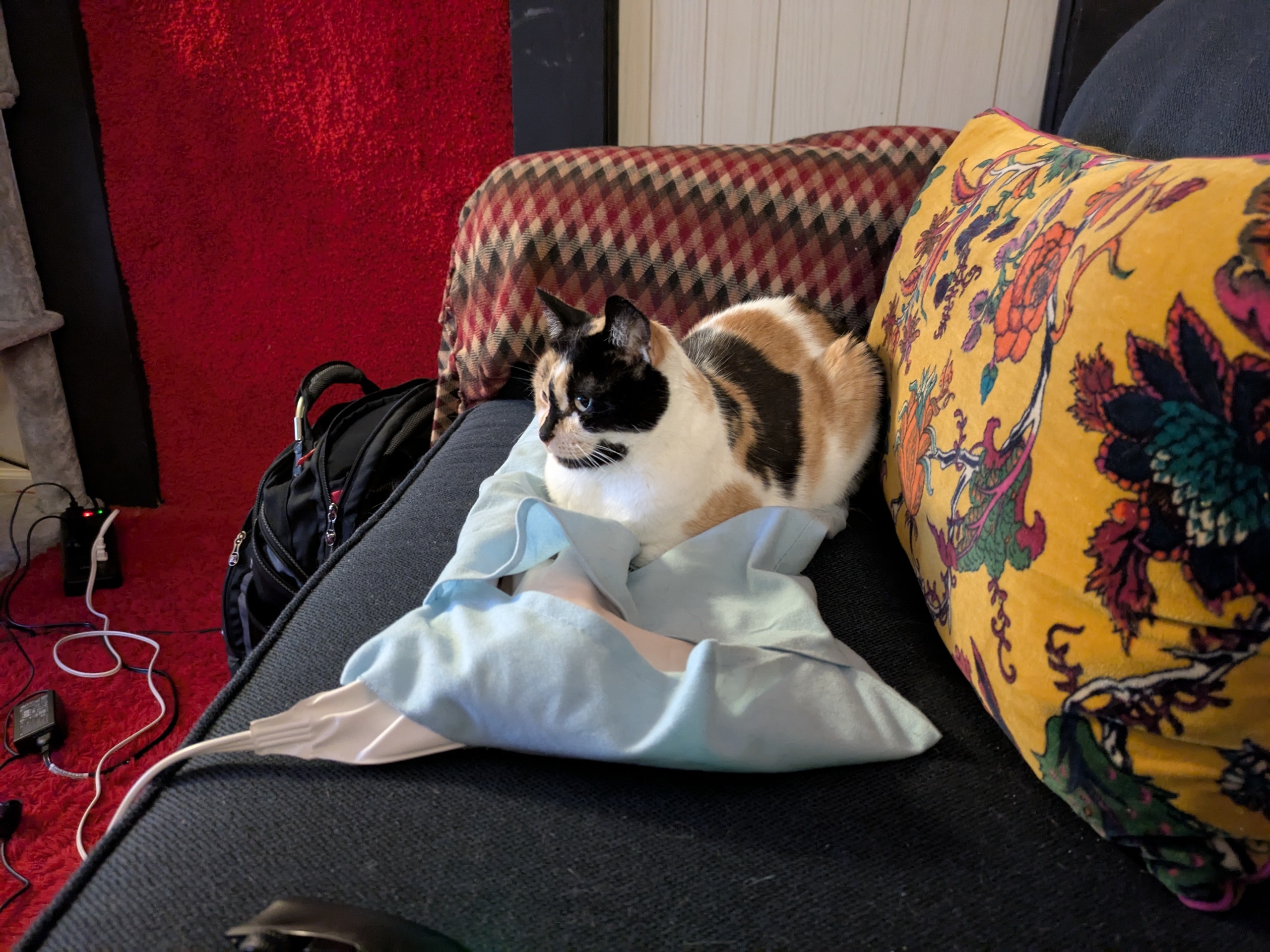 calico cat on a blue heating pad.
