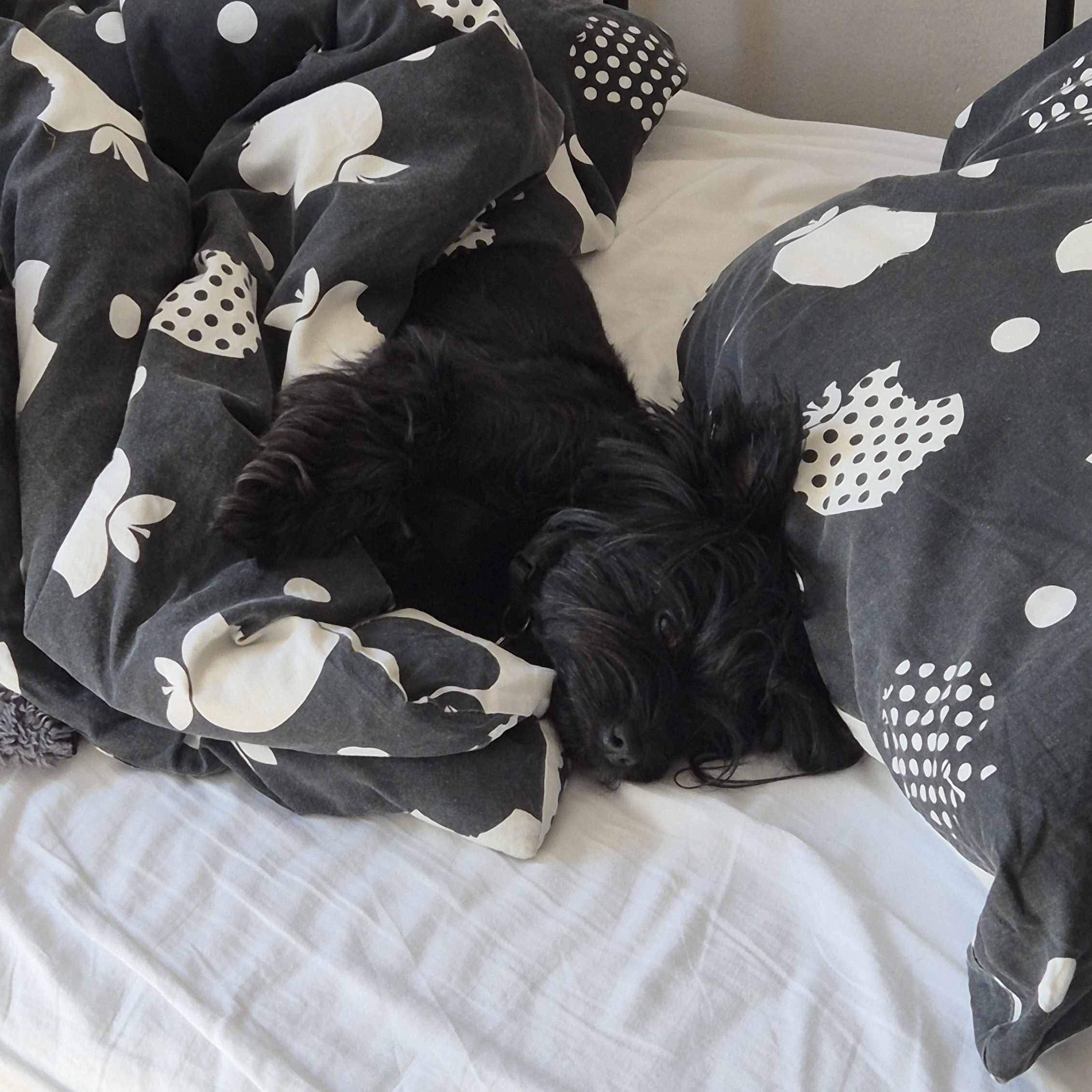 sleepy black yorkie in the bed