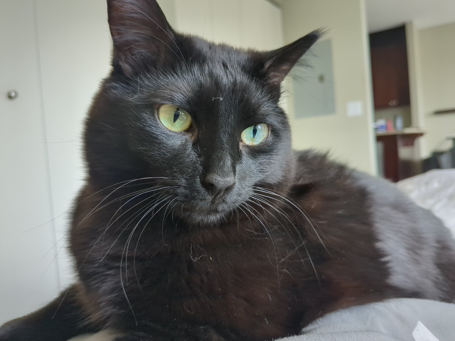A black cat taking up the entire screen.