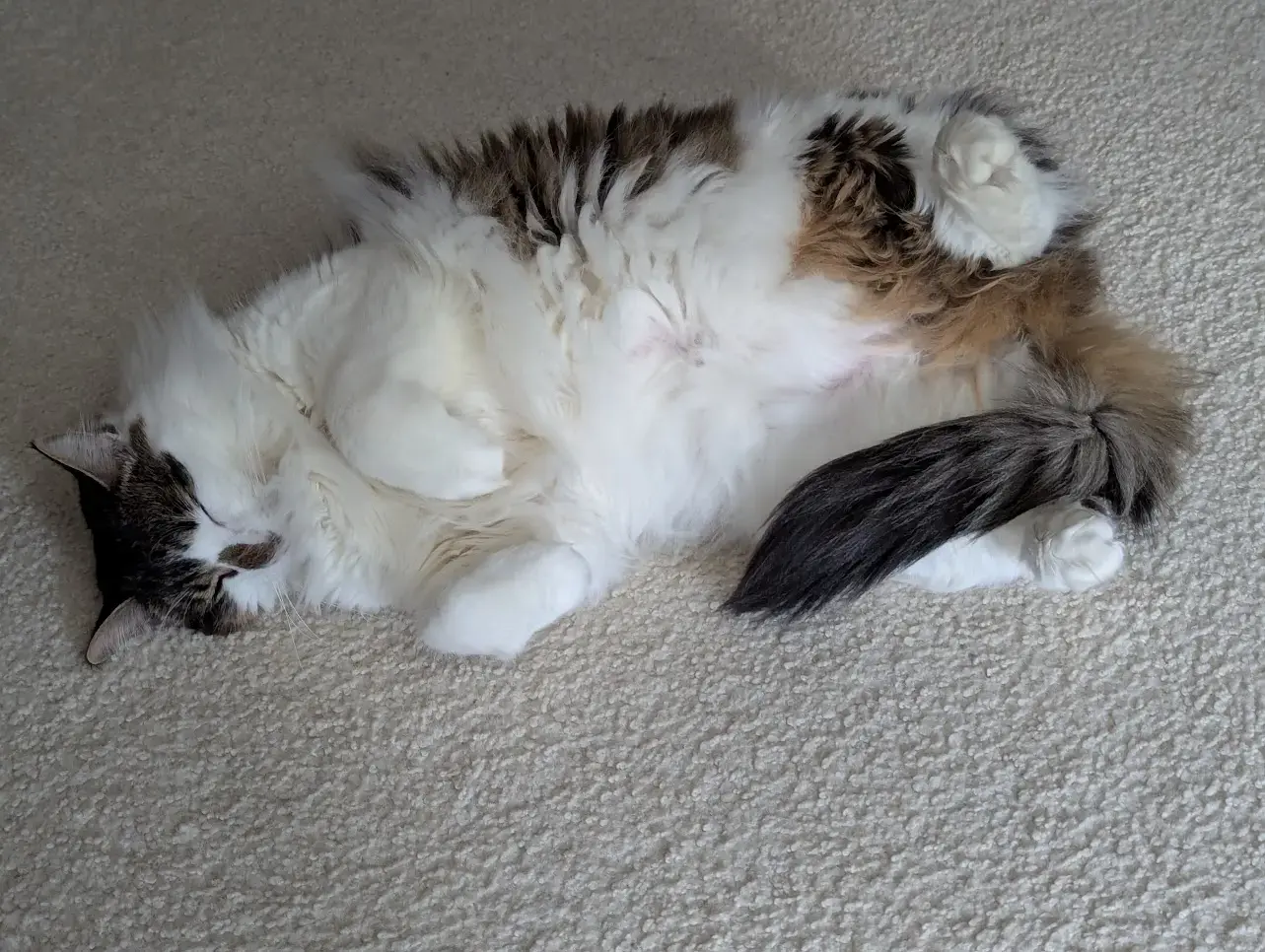 Ozzy Bear