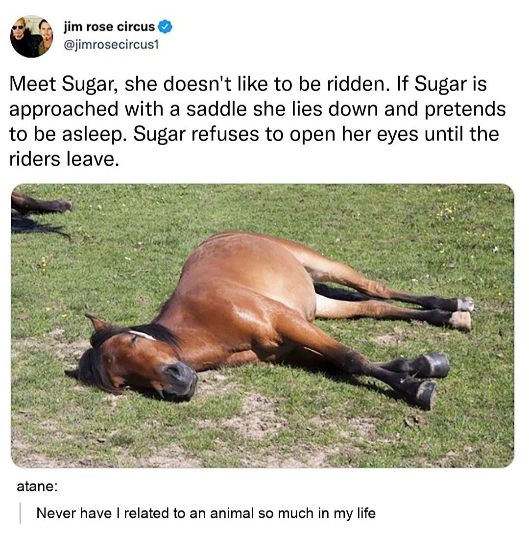 Spirit animal