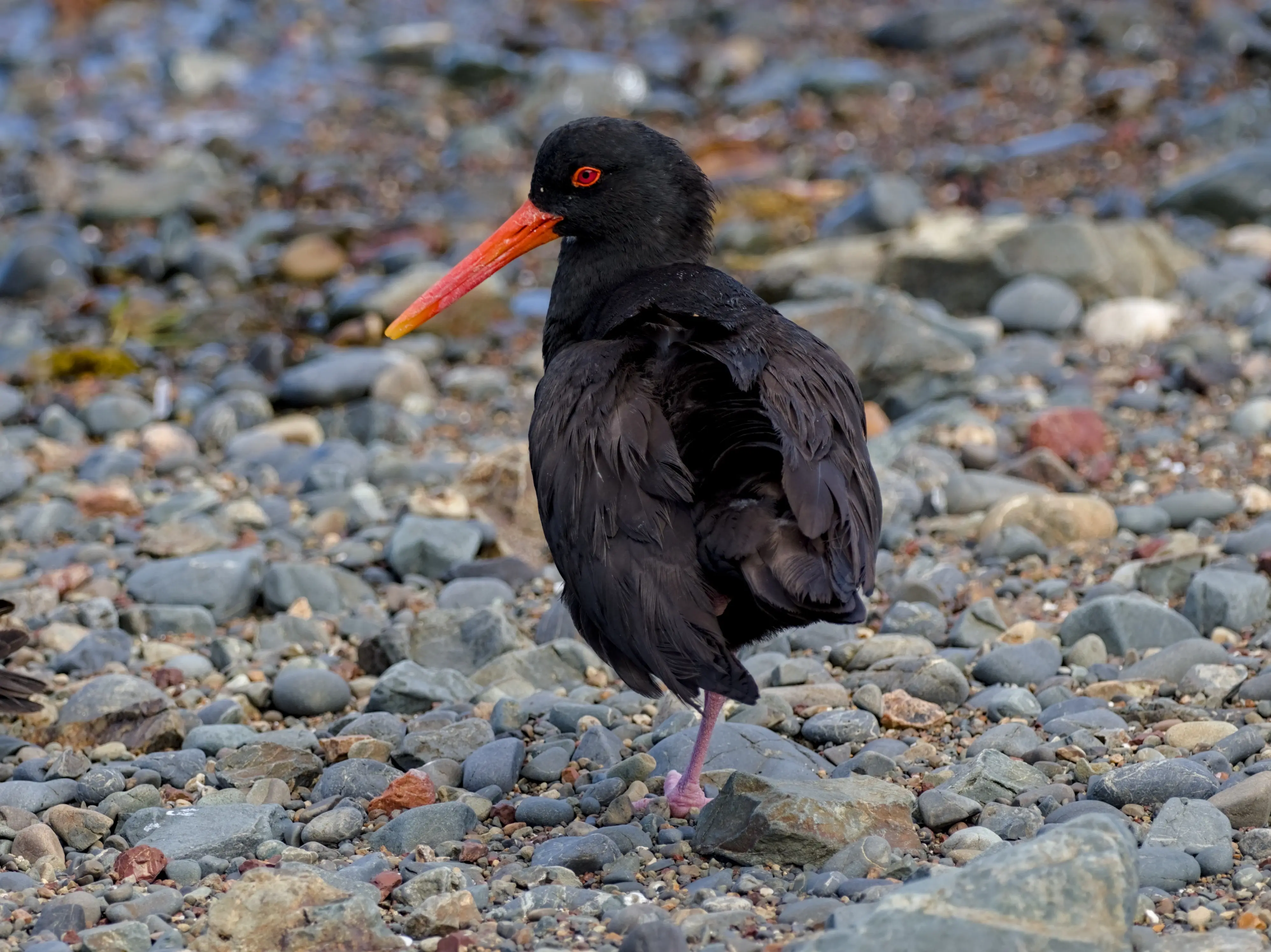 A black feathered shorebird with an orange red beak standing on a pebble beach