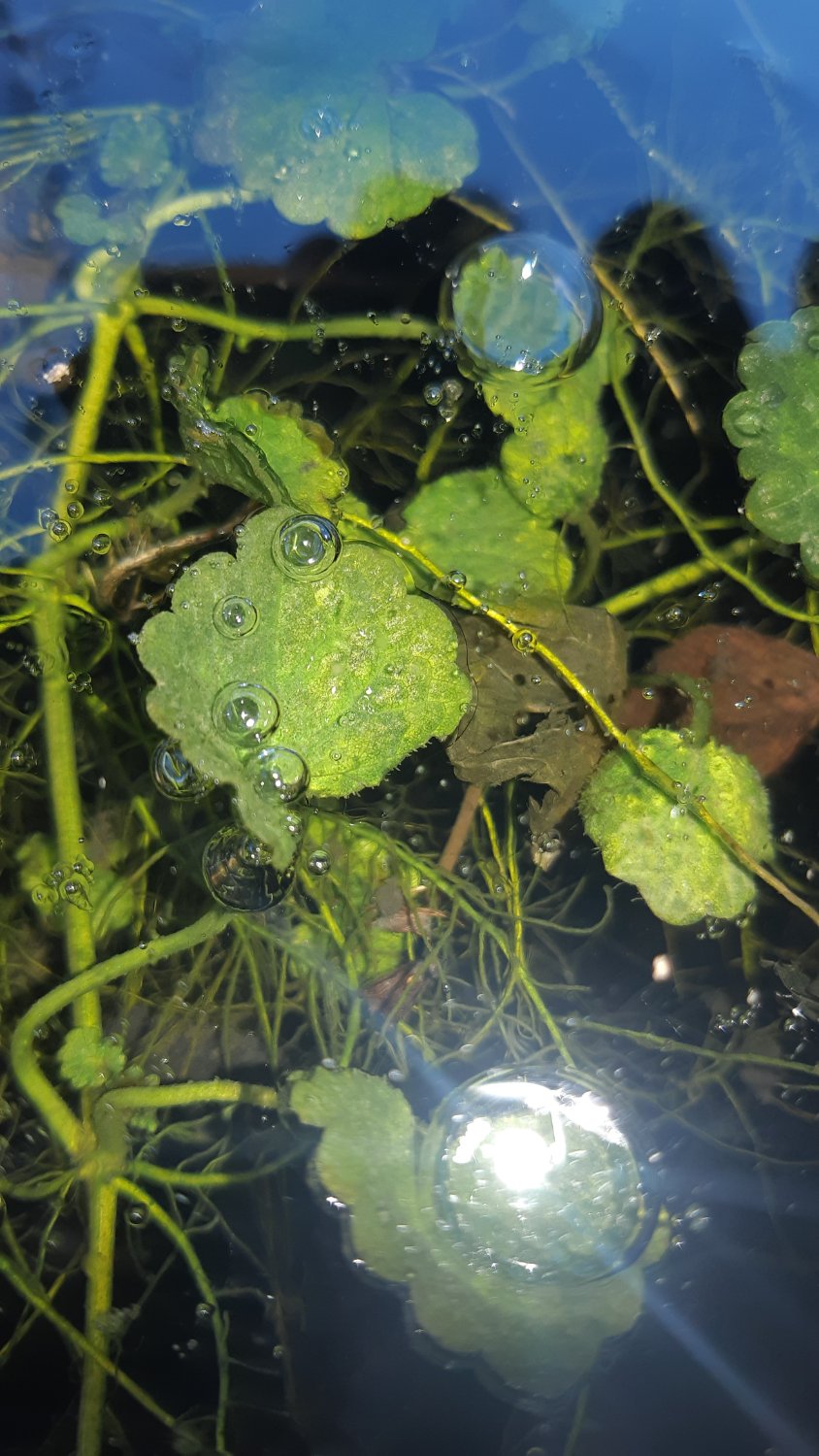 Plants stuck under ice, there is also some bubbles