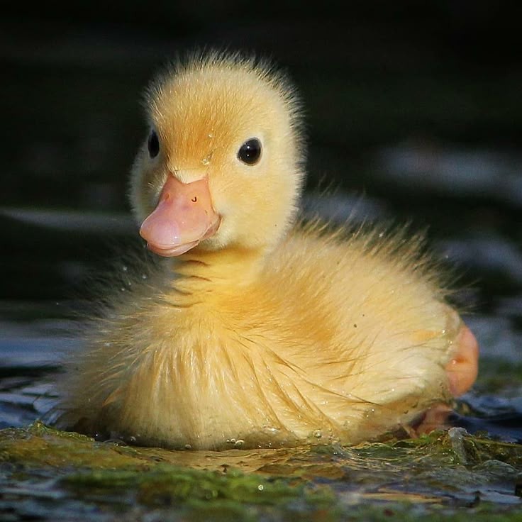 Cheep cheep!