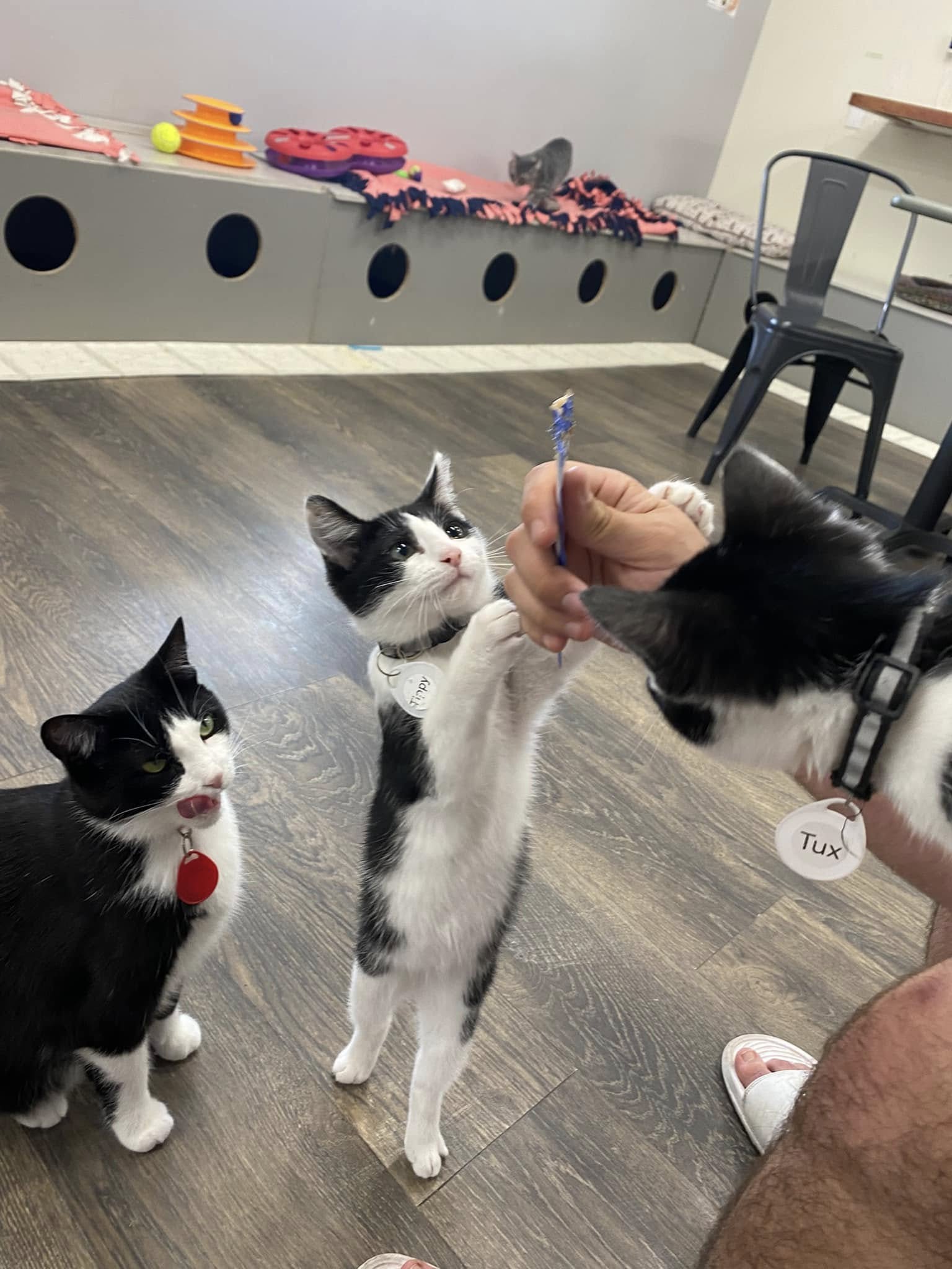 friend's tuxedo cats. look related.