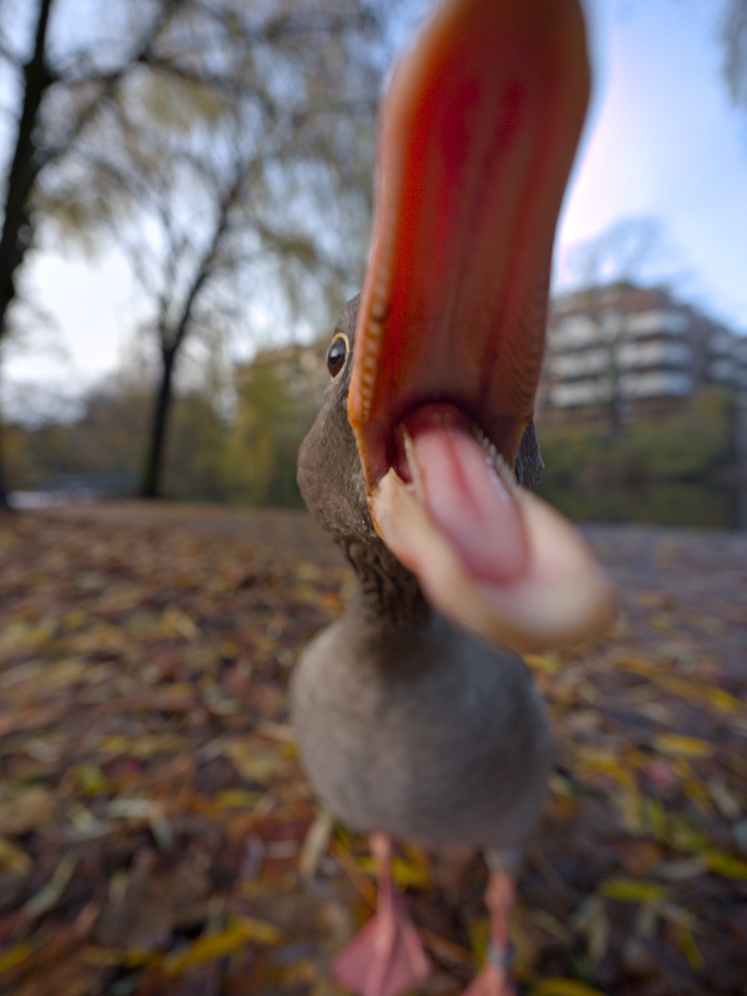 A greylag goose standing on fallen leaves attempts to bite the camera. Its open beak fills more than half the height of the frame.