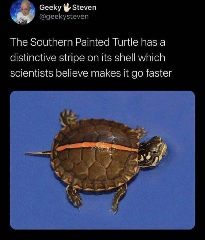 a turtle with a red/orange stripe down the middle